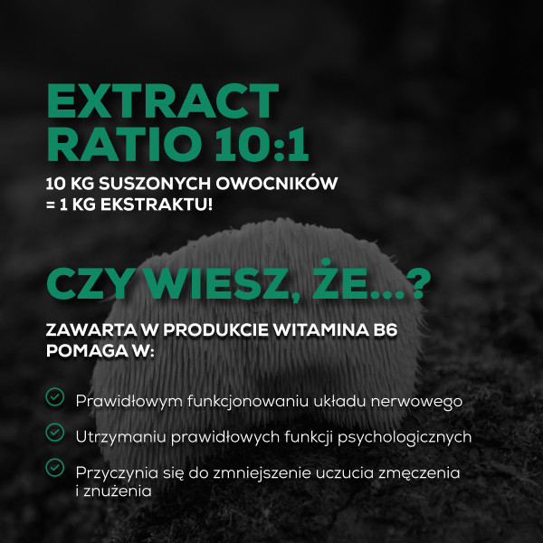 Lion's Mane - Soplówka Jeżowata