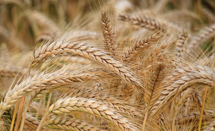 Białko roślinne zbóż - ocena wartości i kilka słów o glutenie. Czym jest seitan?